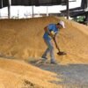 Maíz amarillo desde 15 % humedad