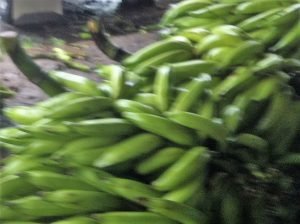 Plátano DOIMICO Y ARTON en racimos o despicado sobre pedido en finca - Imagen 2