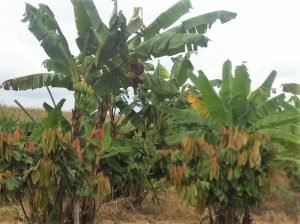 Plátano DOIMICO Y ARTON en racimos o despicado sobre pedido en finca - Imagen 3