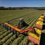 MAQUINA RECOLECTORA DE FRUTAS