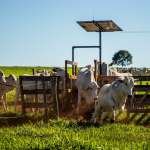 SISTEMA DE PESAJE INTELIGENTE