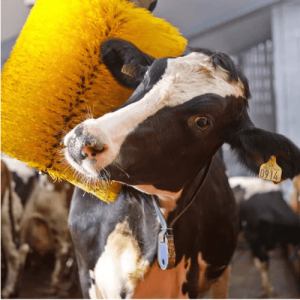 Cepillo Automático para Vacas: Bienestar y productividad en cada contacto