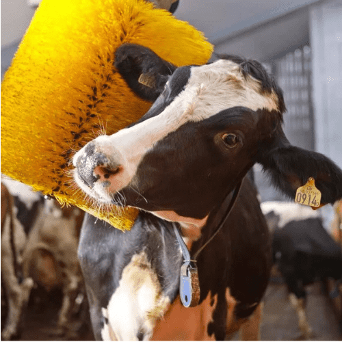 Cepillo Automático para Vacas: Bienestar y productividad en cada contacto